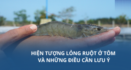 Hiện tượng lỏng ruột ở tôm và những điều cần lưu ý
